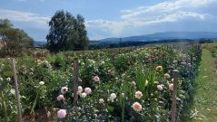 Workshop – vazba kytice se samosběrem květin