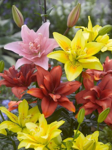 Lilies - Double asiatic mix